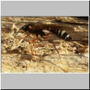 Coleocentrus excitator - Schlupfwespe 13 23mm-fdet03.jpg